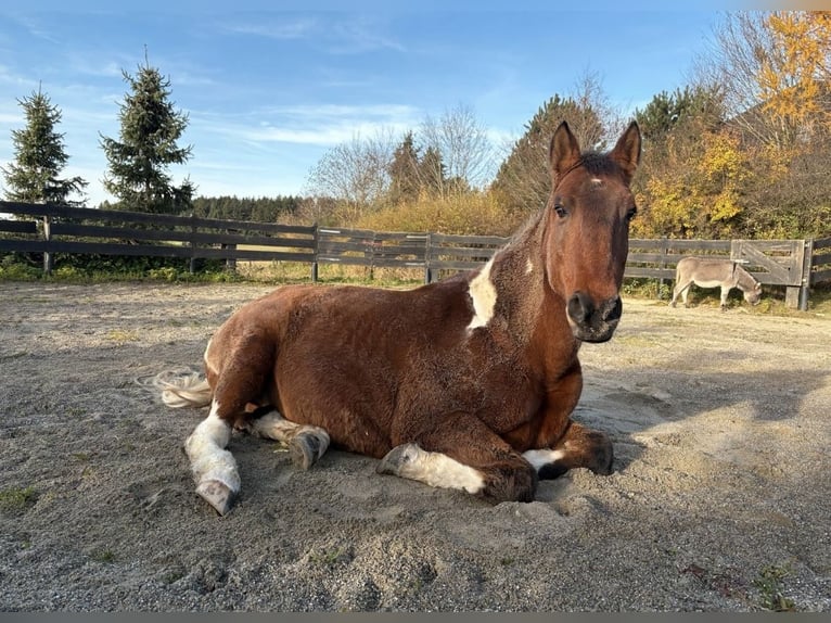 American Paint Horse Mix Wallach 19 Jahre 164 cm Schecke in Leibertingen