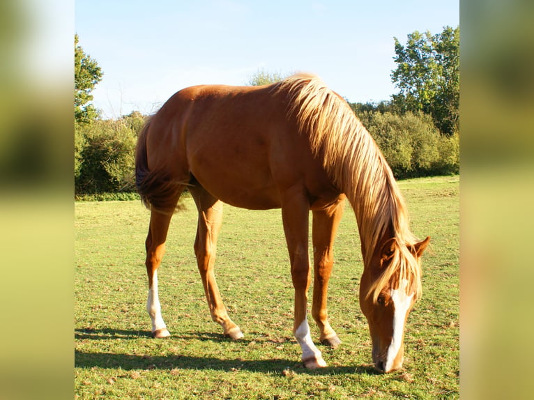 American Paint Horse Wallach 1 Jahr 145 cm Fuchs in Velpke