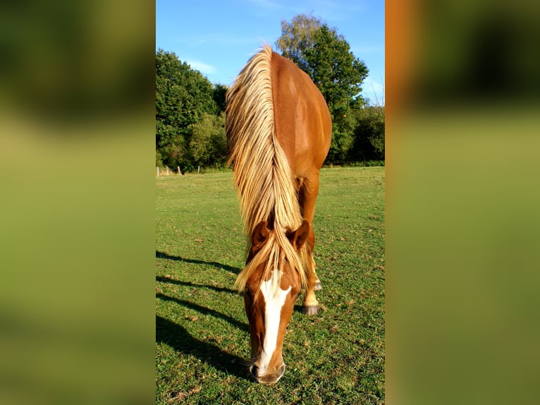 American Paint Horse Wallach 1 Jahr 145 cm Fuchs in Velpke