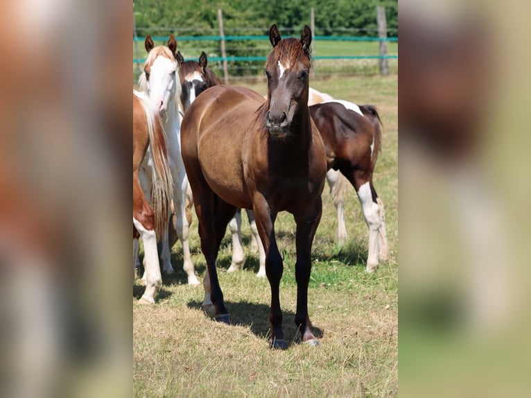American Paint Horse Wallach 1 Jahr 148 cm Rappe in Hellenthal