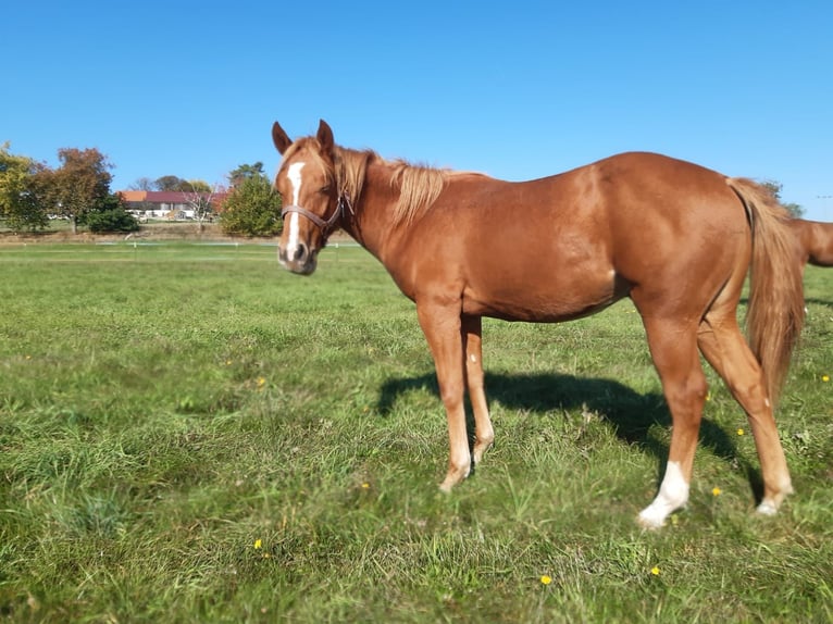 American Paint Horse Wallach 1 Jahr 150 cm Fuchs in Erbendorf