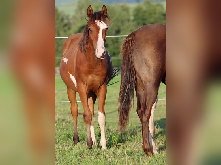 American Paint Horse Wallach 1 Jahr 150 cm Overo-alle-Farben in Hellenthal