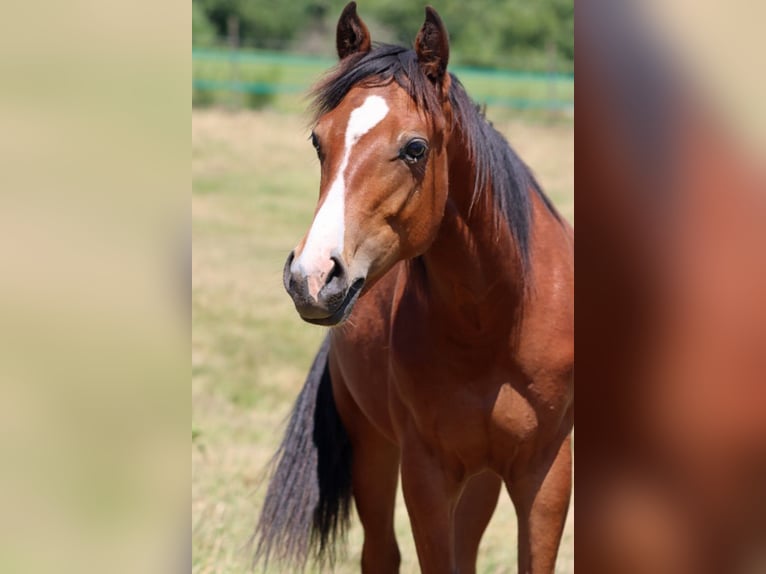 American Paint Horse Wallach 1 Jahr 155 cm Brauner in Hellenthal