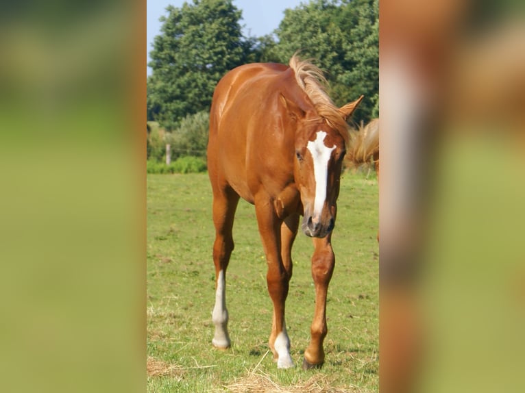 American Paint Horse Wallach 1 Jahr 155 cm Fuchs in Velpke