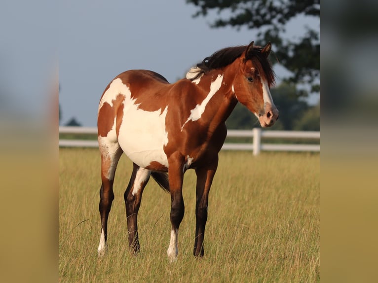 American Paint Horse Mix Wallach 1 Jahr 155 cm Tobiano-alle-Farben in Oberhausen