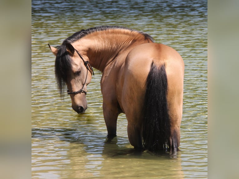 American Paint Horse Mix Wallach 1 Jahr 155 cm Tobiano-alle-Farben in Oberhausen