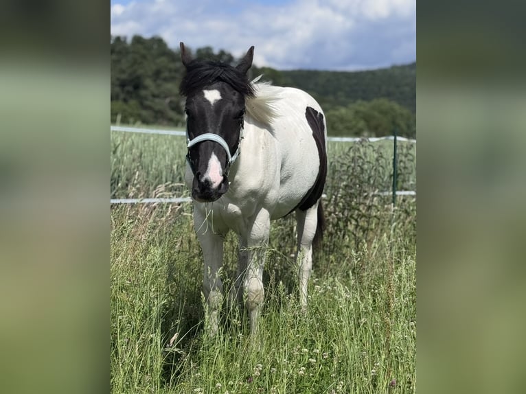 American Paint Horse Wallach 1 Jahr 155 cm Tobiano-alle-Farben in Naumburg
