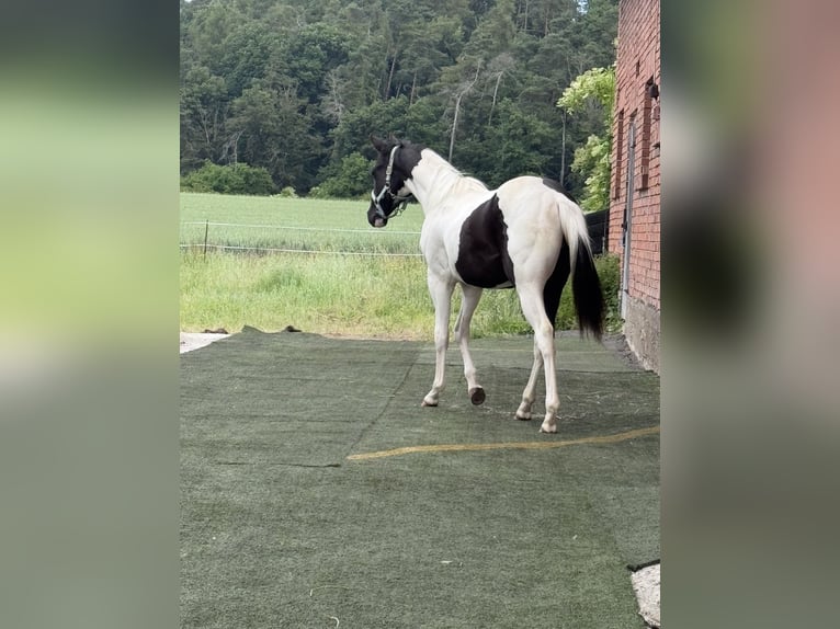American Paint Horse Wallach 1 Jahr 155 cm Tobiano-alle-Farben in Naumburg