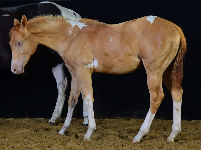 American Paint Horse Wallach 1 Jahr 156 cm Schecke in Schwindegg