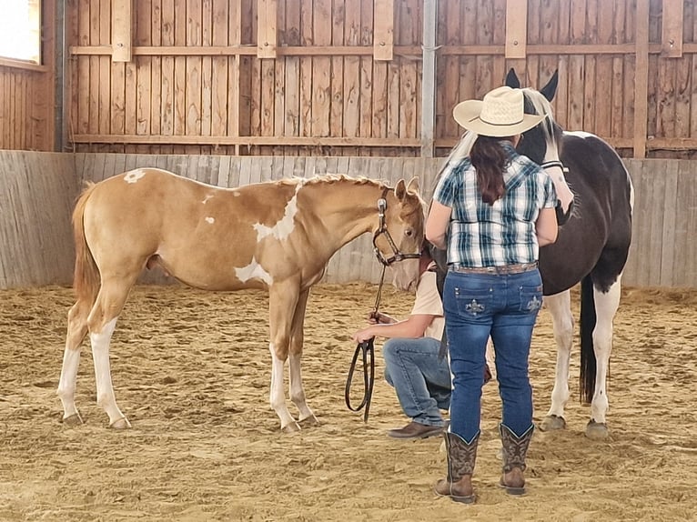 American Paint Horse Wallach 1 Jahr 156 cm Schecke in Schwindegg