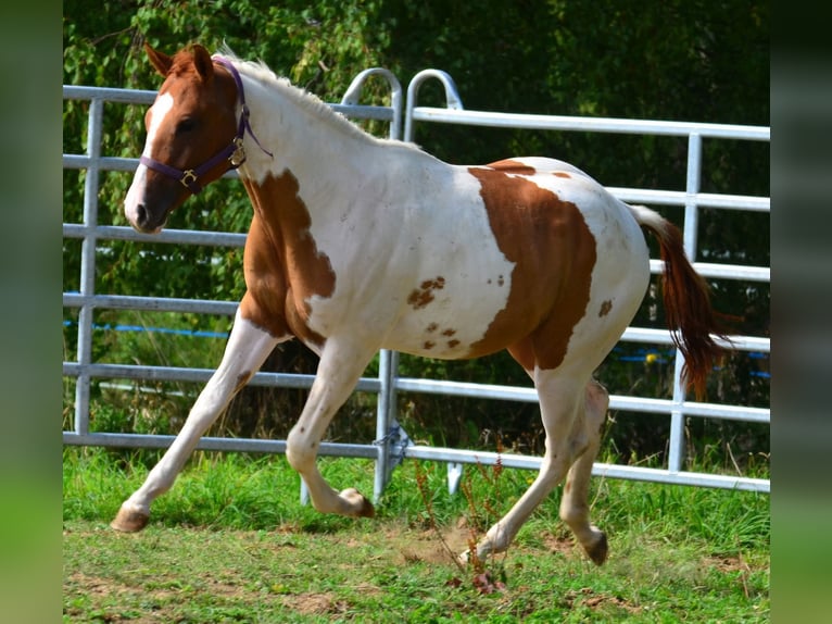 American Paint Horse Wallach 1 Jahr 158 cm Tobiano-alle-Farben in Obertaufkirchen