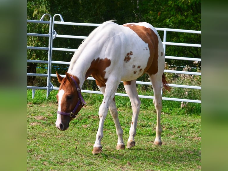 American Paint Horse Wallach 1 Jahr 158 cm Tobiano-alle-Farben in Obertaufkirchen