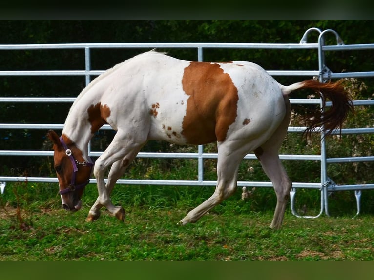 American Paint Horse Wallach 1 Jahr 158 cm Tobiano-alle-Farben in Obertaufkirchen