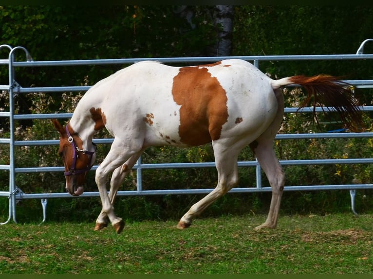 American Paint Horse Wallach 1 Jahr 158 cm Tobiano-alle-Farben in Obertaufkirchen