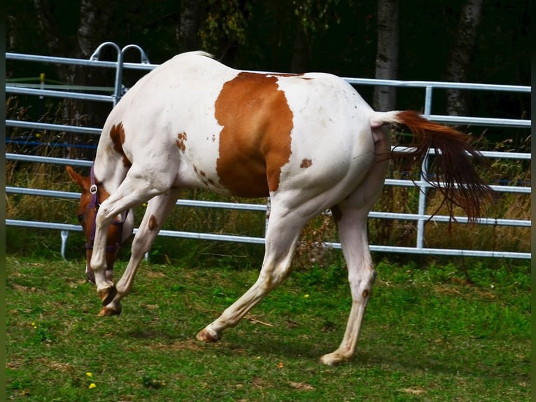 American Paint Horse Wallach 1 Jahr 158 cm Tobiano-alle-Farben in Obertaufkirchen