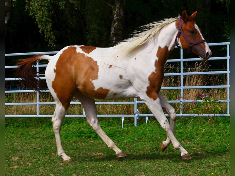 American Paint Horse Wallach 1 Jahr 158 cm Tobiano-alle-Farben in Obertaufkirchen