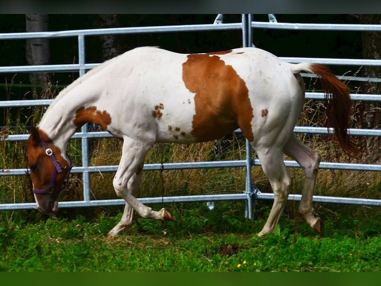 American Paint Horse Wallach 1 Jahr 158 cm Tobiano-alle-Farben in Obertaufkirchen
