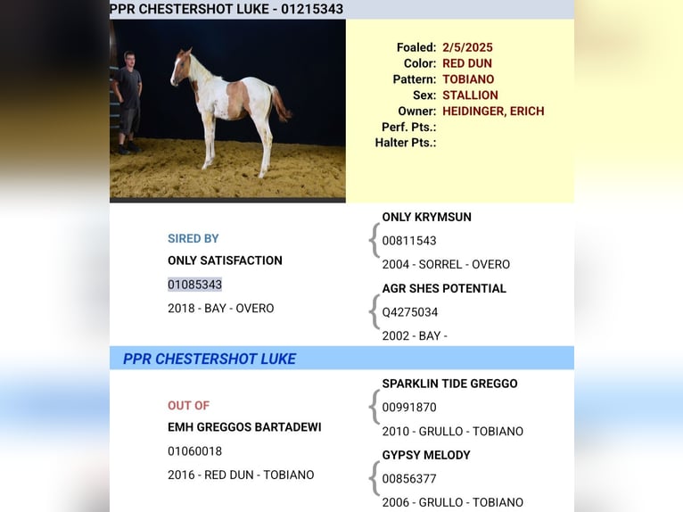 American Paint Horse Wallach 1 Jahr 158 cm Tobiano-alle-Farben in Obertaufkirchen