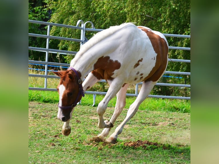 American Paint Horse Wallach 1 Jahr 158 cm Tobiano-alle-Farben in Obertaufkirchen