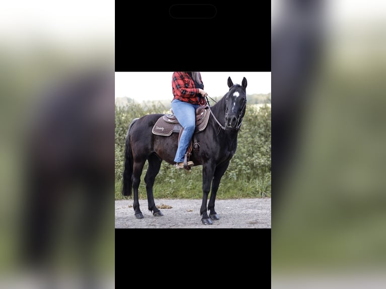 American Paint Horse Wallach 20 Jahre 145 cm Rappe in Pohlheim