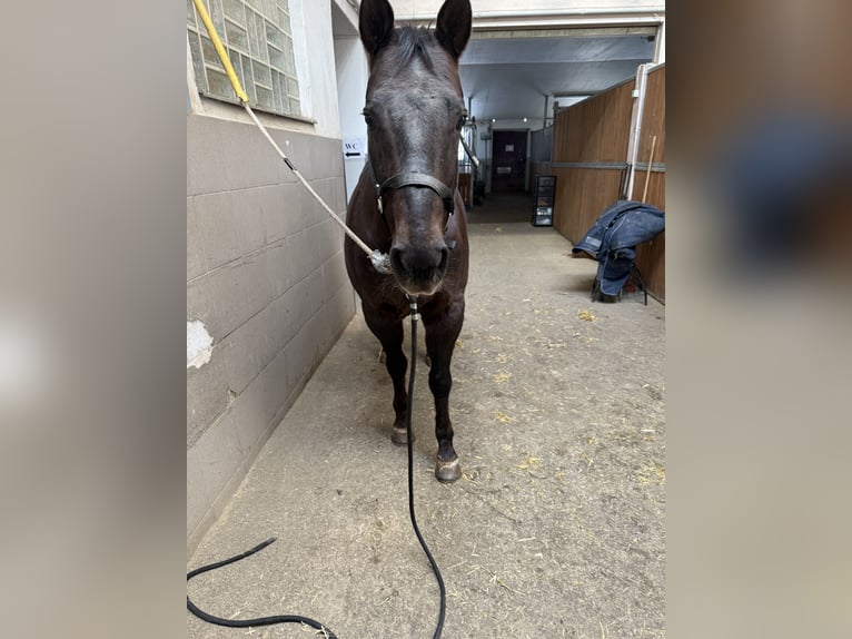 American Paint Horse Wallach 20 Jahre 152 cm Dunkelfuchs in Memmingen