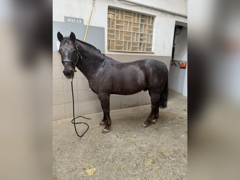 American Paint Horse Wallach 20 Jahre 152 cm Dunkelfuchs in Memmingen