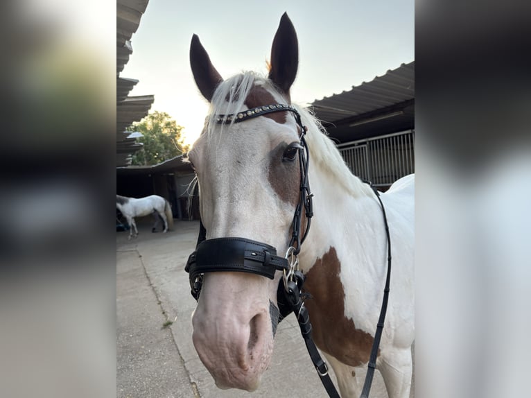 American Paint Horse Mix Wallach 20 Jahre 153 cm  in Frankfurt am Main