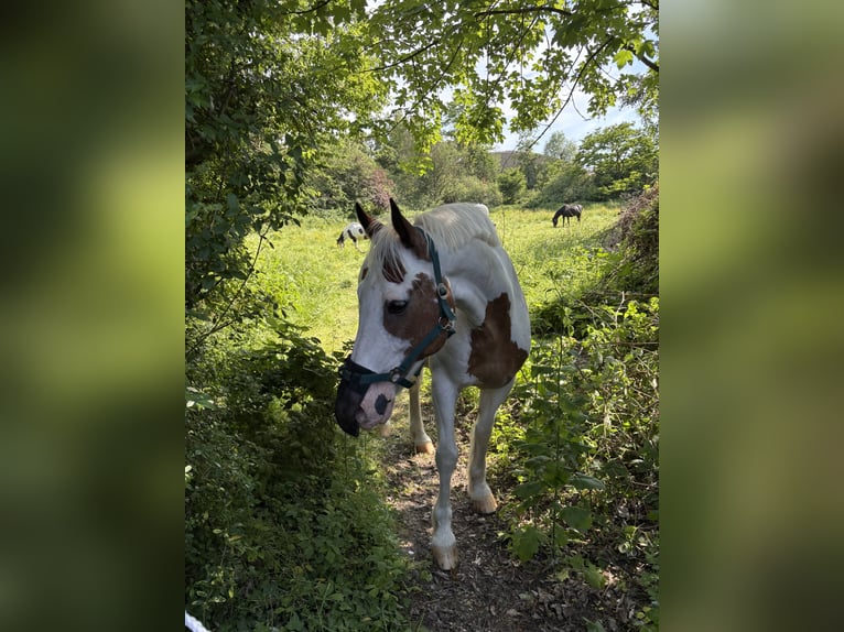 American Paint Horse Mix Wallach 20 Jahre 153 cm  in Frankfurt am Main
