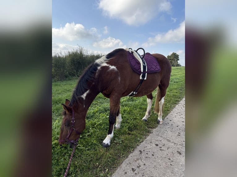 American Paint Horse Mix Wallach 20 Jahre 164 cm Schecke in Leibertingen