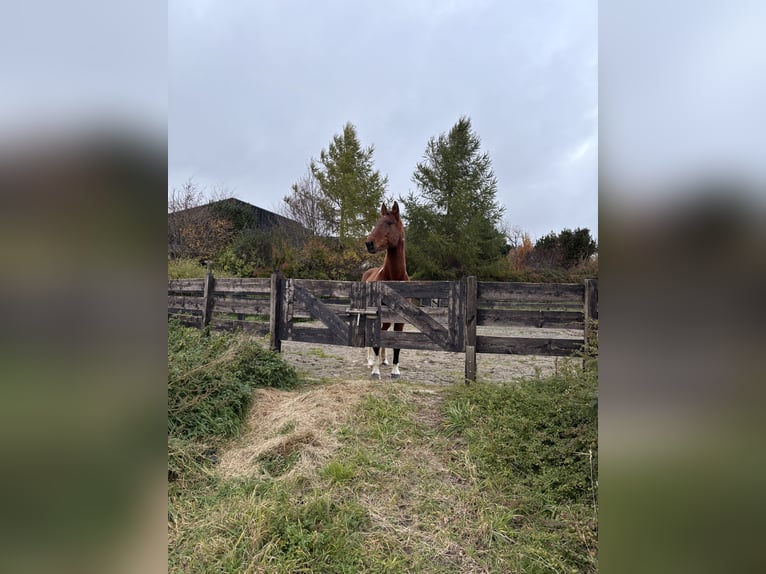 American Paint Horse Mix Wallach 20 Jahre 164 cm Schecke in Leibertingen