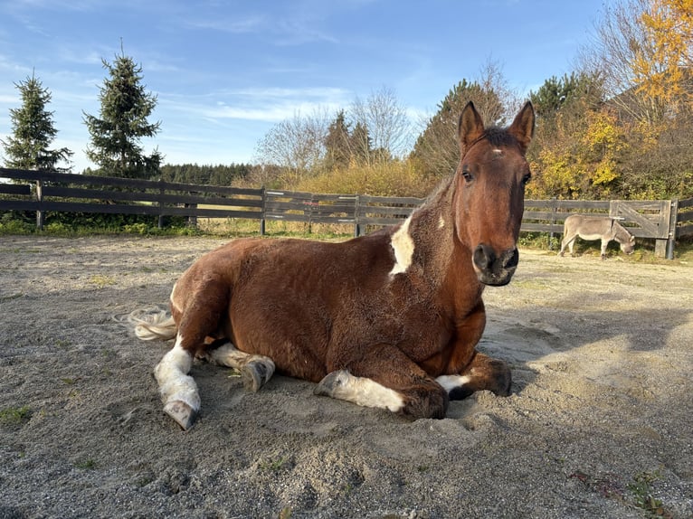 American Paint Horse Mix Wallach 20 Jahre 164 cm Schecke in Leibertingen