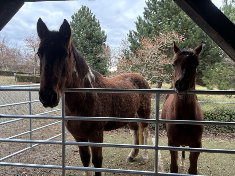 American Paint Horse Mix Wallach 20 Jahre 164 cm Schecke in Leibertingen