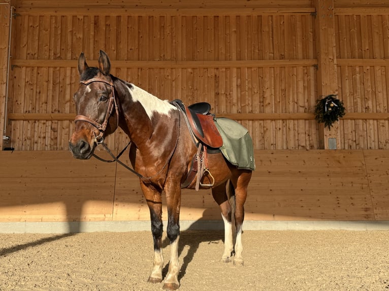 American Paint Horse Wallach 21 Jahre 158 cm Schecke in Schwaigern