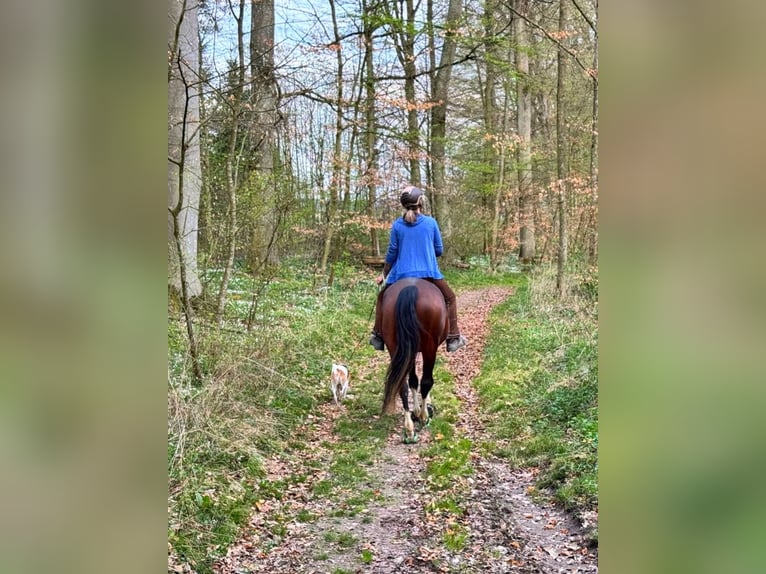 American Paint Horse Wallach 21 Jahre 158 cm Schecke in Schwaigern