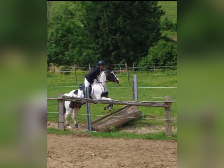 American Paint Horse Wallach 22 Jahre 153 cm Tobiano-alle-Farben in Passail