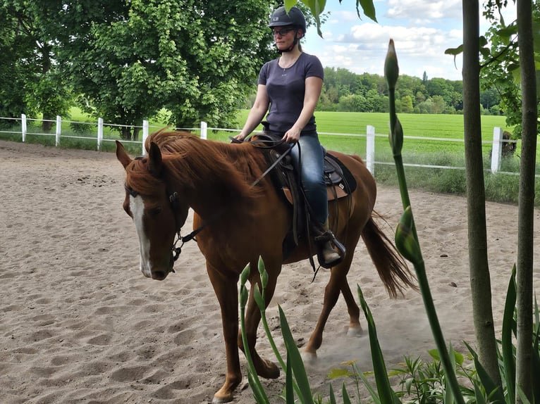 American Paint Horse Wallach 22 Jahre 155 cm Fuchs in Wanzleben