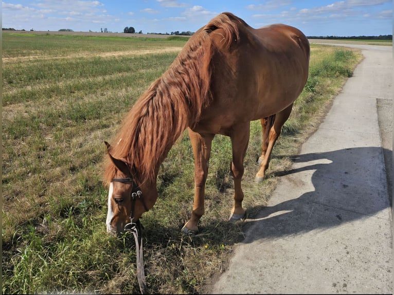 American Paint Horse Wallach 22 Jahre 155 cm Fuchs in Wanzleben
