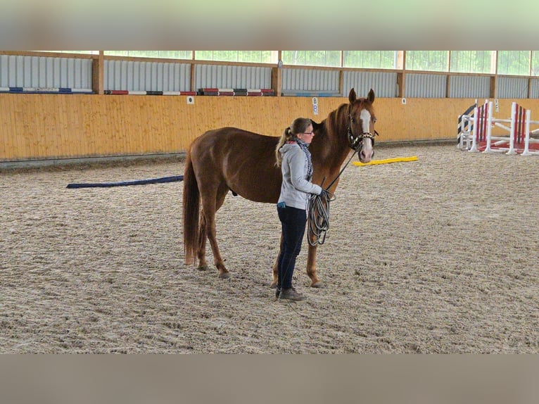 American Paint Horse Wallach 22 Jahre 155 cm Fuchs in Wanzleben
