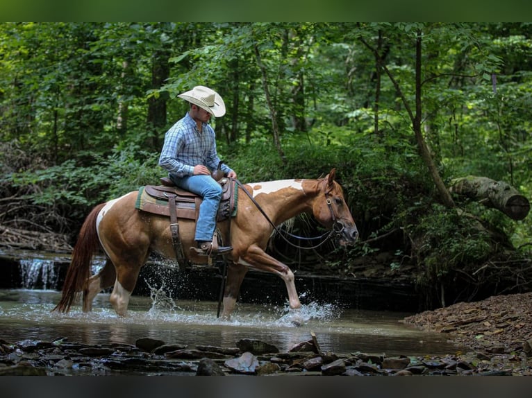 American Paint Horse Wallach 2 Jahre 142 cm Schecke in Henderson