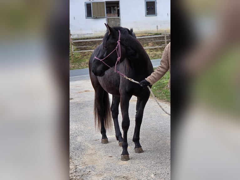 American Paint Horse Wallach 2 Jahre 145 cm Rappe in Kirchensittenbach