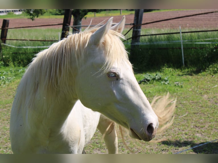 American Paint Horse Wallach 2 Jahre 147 cm in Naumburg