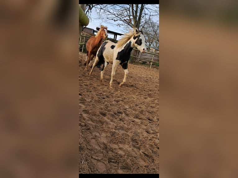American Paint Horse Wallach 2 Jahre 148 cm Tovero-alle-Farben in Hennef