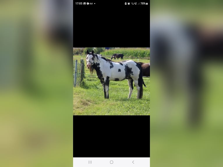 American Paint Horse Wallach 2 Jahre 148 cm Tovero-alle-Farben in Hennef