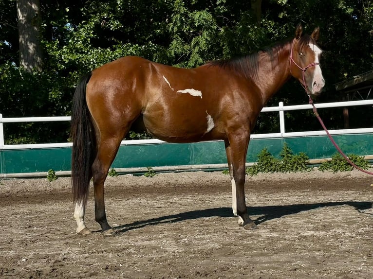 American Paint Horse Wallach 2 Jahre 150 cm Overo-alle-Farben in Duvensee
