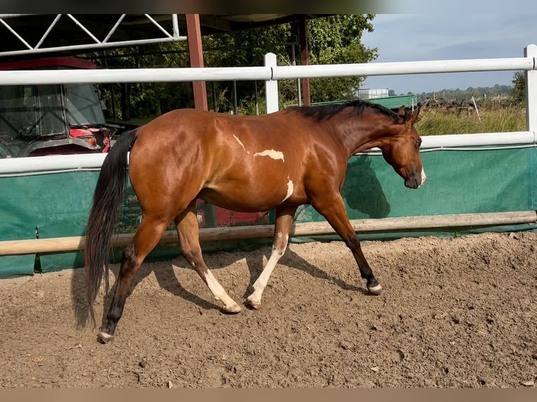 American Paint Horse Wallach 2 Jahre 150 cm Overo-alle-Farben in Duvensee