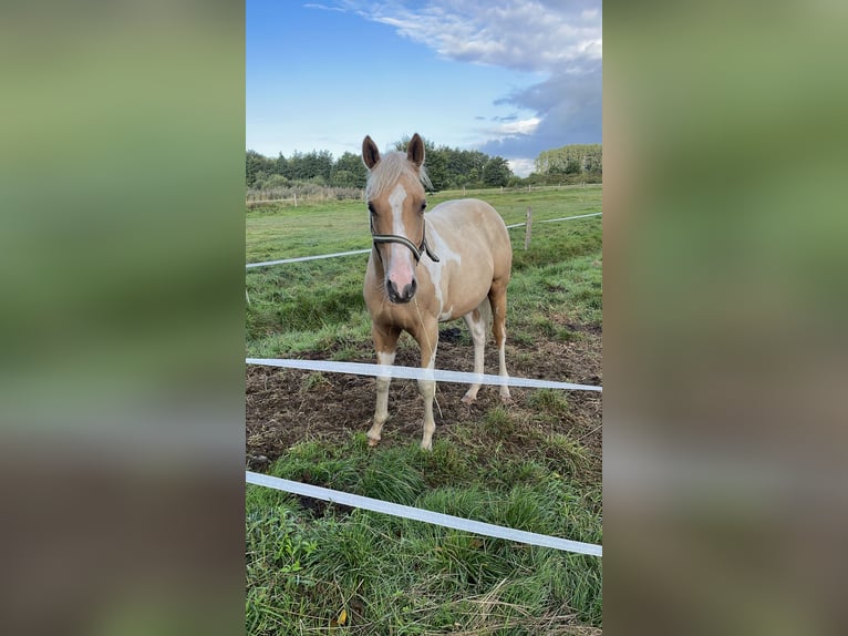 American Paint Horse Wallach 2 Jahre 150 cm Palomino in Südbrookmerland VictorburSüdbrookmerland
