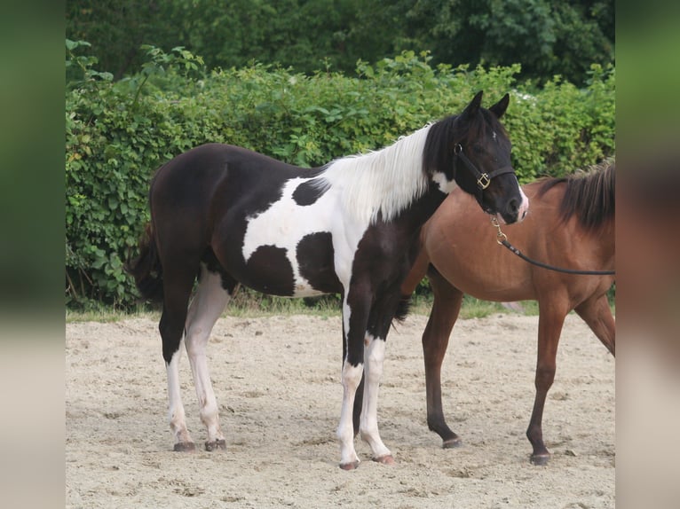 American Paint Horse Wallach 2 Jahre 152 cm Rappe in Düsseldorf