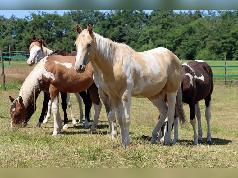 American Paint Horse Wallach 2 Jahre 153 cm Champagne in Hellenthal
