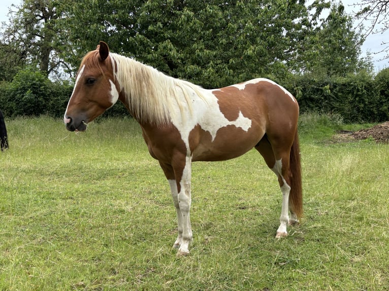American Paint Horse Wallach 2 Jahre 153 cm Tobiano-alle-Farben in Bemelen