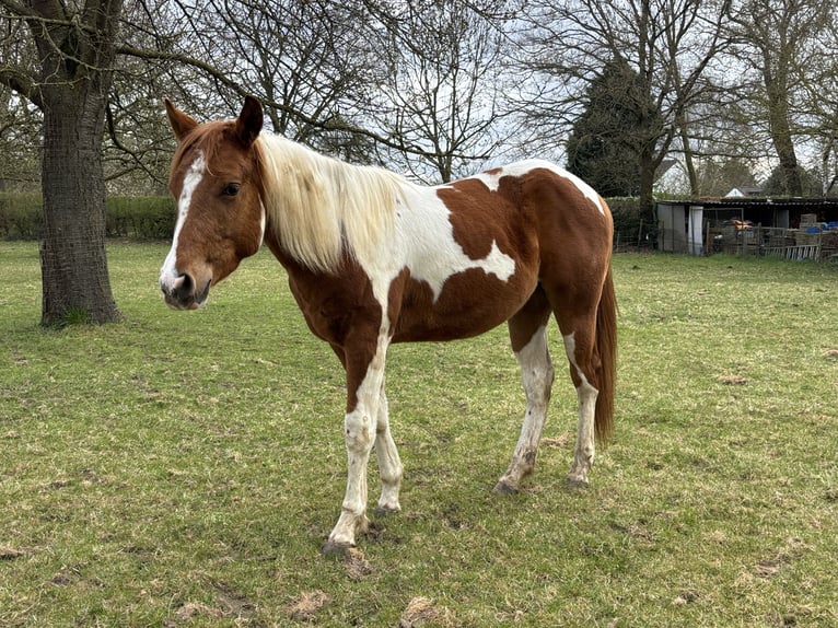 American Paint Horse Wallach 2 Jahre 153 cm Tobiano-alle-Farben in Bemelen